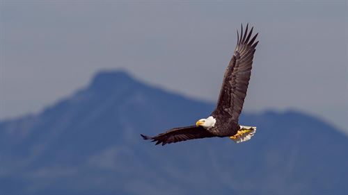 eagle flying with outstretched wings - mountain in background